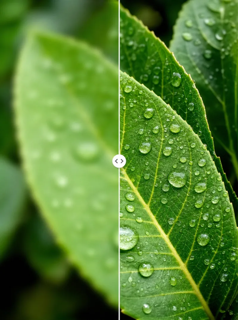 Antes/después: macro de planta a 4K