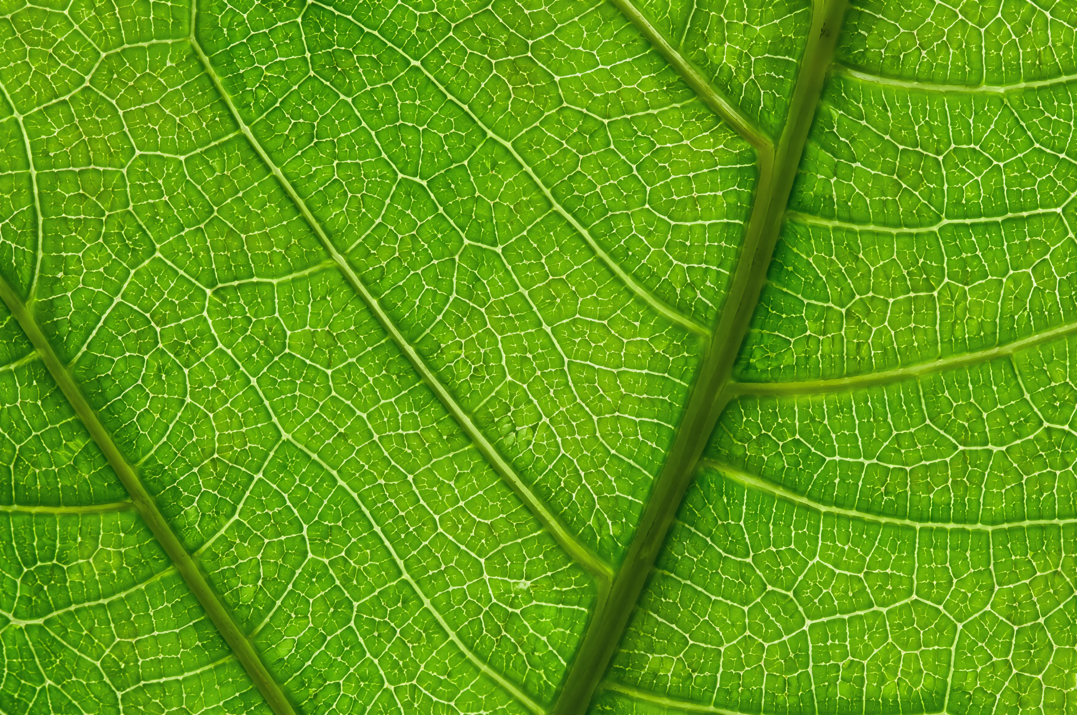 Leaf detail image